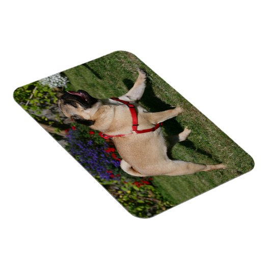 Mops Tragend Red Harness Magnet (Rechte Seite)