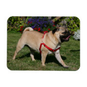 Mops Tragend Red Harness Magnet (Horizontal)
