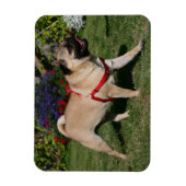 Mops Tragend Red Harness Magnet (Vertikal)