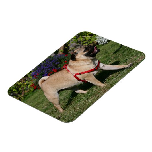 Mops Tragend Red Harness Magnet (Linke Seite)