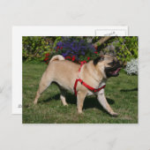 Mops Tragend Red Harness Postkarte (Vorne/Hinten)