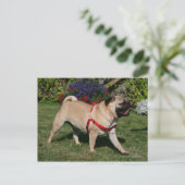 Mops Tragend Red Harness Postkarte (Stehend Vorderseite)
