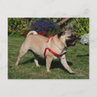 Mops Tragend Red Harness