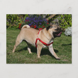 Mops Tragend Red Harness Postkarte
