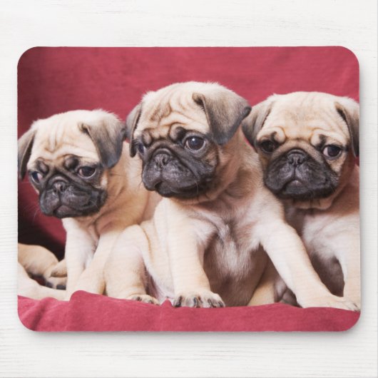 Mops-Triplets Mousepad (Vorne)
