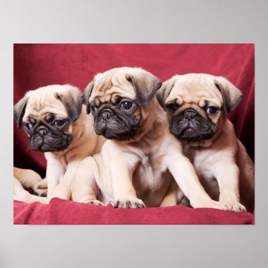 Mops Triplets Poster (Vorne)