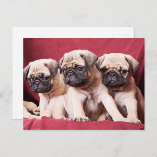 Mops-Triplets Postkarte (Vorne/Hinten)