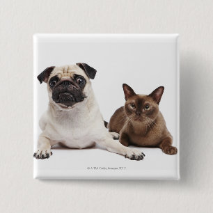 Mops und birmanische Katze Button