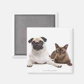 Mops und birmanische Katze Magnet (Vorderseite/Rückseite)