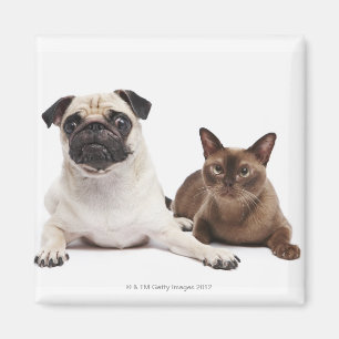 Mops und birmanische Katze Magnet
