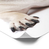 Mops und birmanische Katze Poster (Ecke)