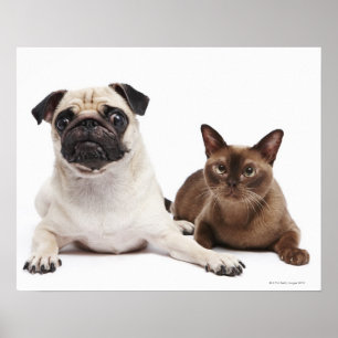 Mops und birmanische Katze Poster