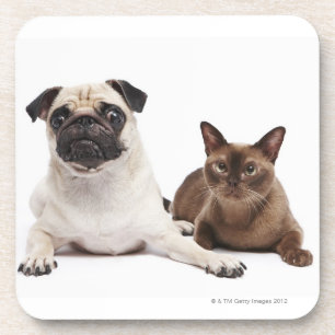 Mops und birmanische Katze Untersetzer