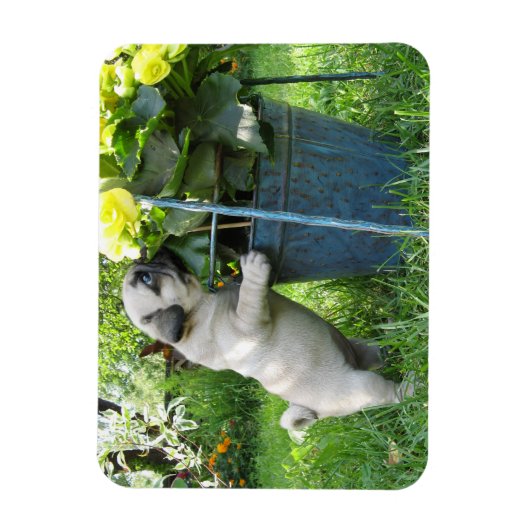 Mops und Blume Magnet (Vertikal)