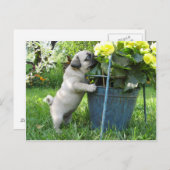 Mops und Blume Postkarte (Vorne/Hinten)