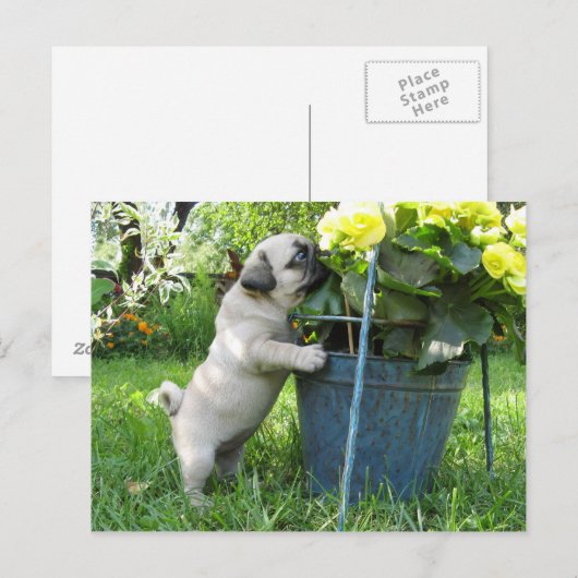 Mops und Blume Postkarte (Vorne/Hinten)