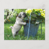 Mops und Blume Postkarte (Vorderseite)