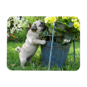 Mops-und Blumen-Magnet Magnet