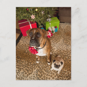 Mops und Boxer, die vor Weihnachtsbaum sitzen Feiertagspostkarte