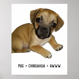 Mops und Chihuahua Niedlicher Hund Welpe Mix je Poster