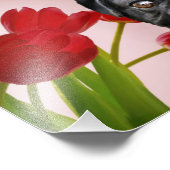 Mops und Tulips Fotodruck (Ecke)