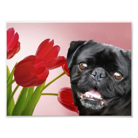 Mops und Tulips Fotodruck (Vorne)