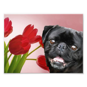 Mops und Tulpen Fotodruck