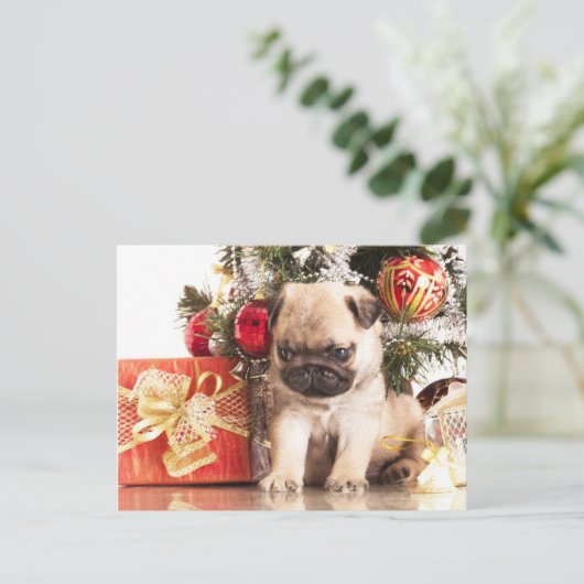 Mops und Weihnachtsgeschenke Feiertagspostkarte (Stehend Vorderseite)