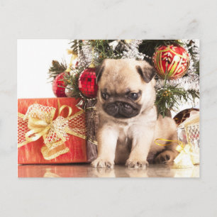 Mops und Weihnachtsgeschenke Feiertagspostkarte