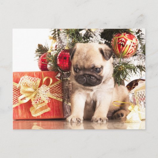 Mops und Weihnachtsgeschenke Feiertagspostkarte (Vorderseite)
