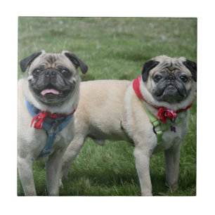 Mops verfolgt Keramikfliese