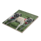 Mops verfolgt Keramikfliese (Seite)