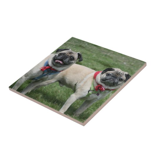 Mops verfolgt Keramikfliese (Seite)