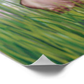 Mops (vier) - Lilien2 Poster (Ecke)