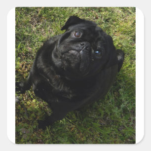 Mops voll.png quadratischer aufkleber