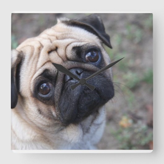 Mops-Wandklemme Quadratische Wanduhr (Vorderseite)