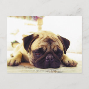 Mops Welpe auf dem Boden sieht traurig aus Postkarte