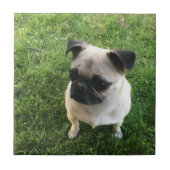 Mops-Welpe Fliese (Vorderseite)