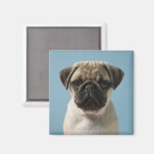 Mops Welpe gegen blauen Hintergrund Magnet (Vorderseite/Rückseite)