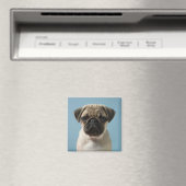 Mops Welpe gegen blauen Hintergrund Magnet (In Situ (Geschirrspüler))