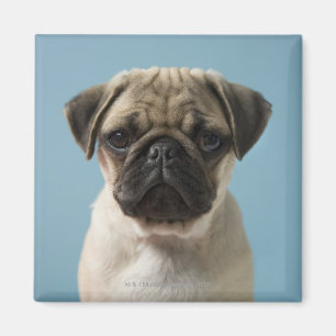 Mops-Welpe gegen blauen Hintergrund Magnet