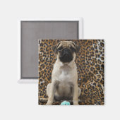 Mops Welpe gegen Tierdruck 2 Magnet (Vorderseite/Rückseite)