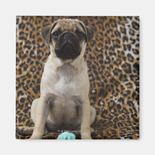 Mops Welpe gegen Tierdruck 2 Magnet (Vorne)