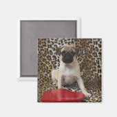 Mops Welpe gegen Tierdruck Magnet (Vorderseite/Rückseite)