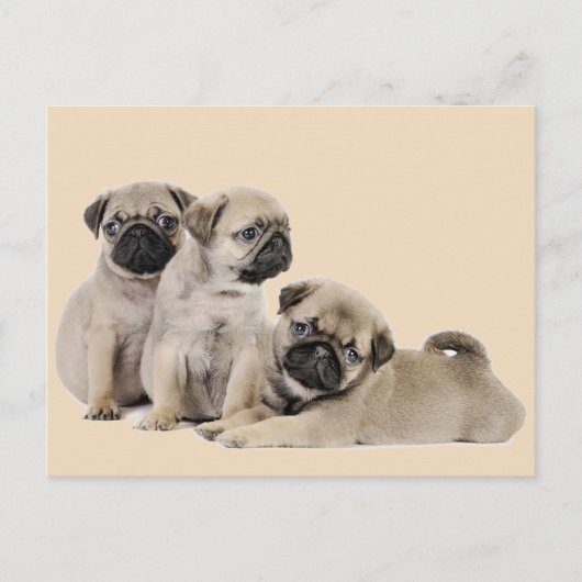 Mops Welpe Hunde Postkarte (Vorderseite)