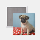 Mops Welpe im Bett Magnet (Vorderseite/Rückseite)