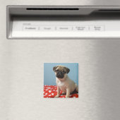 Mops Welpe im Bett Magnet (In Situ (Geschirrspüler))
