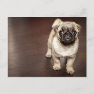 Mops-Welpe in Sepia Postkarte