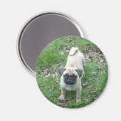 Mops Welpe Magnet (Vorderseite/Rückseite)