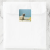 Mops Welpe sitzend auf dem Bett neben dem Telefon  Quadratischer Aufkleber (Tasche)